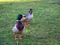 newnewinncaravanpark 099