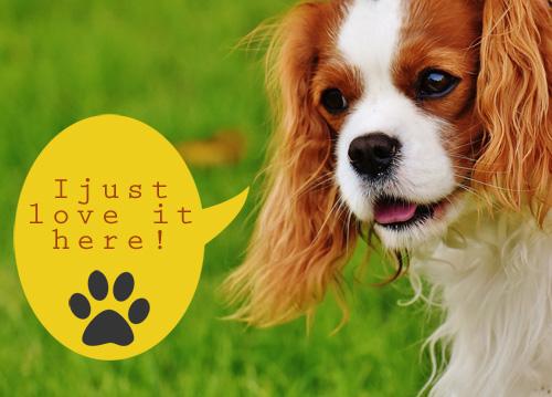 Dog Friendly Holiday Caravan Site